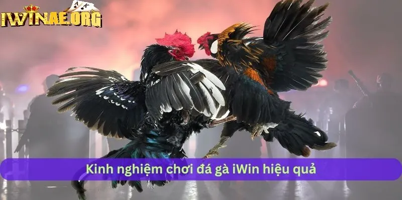 Quy trình tham gia xem chọi kê Iwin cực dễ