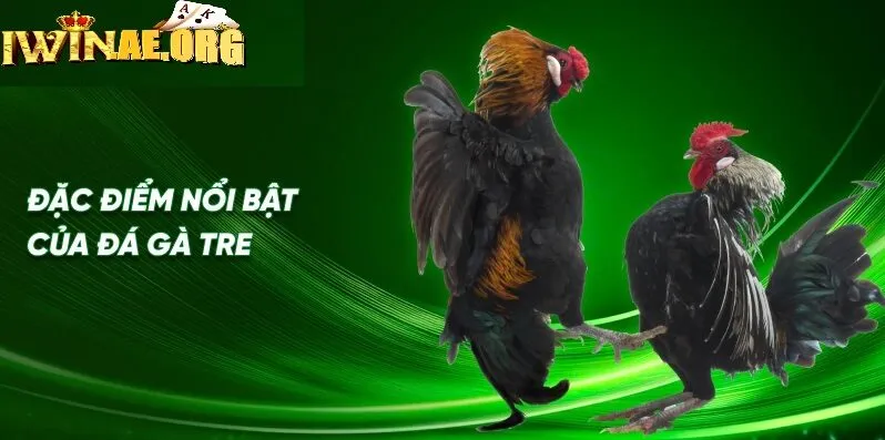 Kỹ thuật xem giống và chăm sóc gà tre Thomo